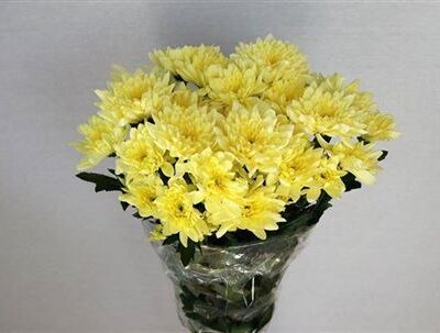 Хризантема 'BALTICA CREAM'