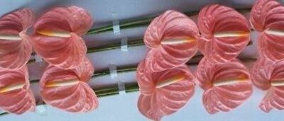 Антуріум 'FARAO'