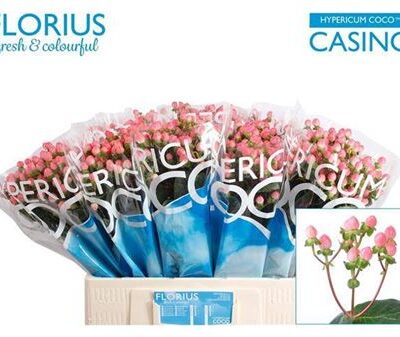 Гіперікум 'Coco Casino'