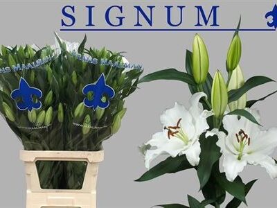 Лілія 'Signum'