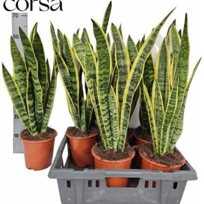 Сансеверія 'Laurentii'