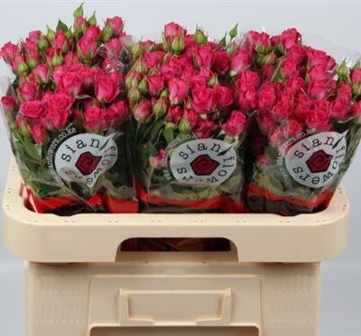 Кущова троянда 'Melanie'