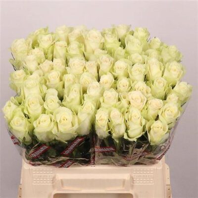 Одноголова троянда 'ATHENA'