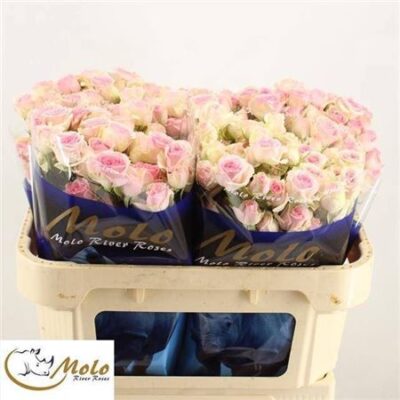 Кущова троянда 'Dinara'