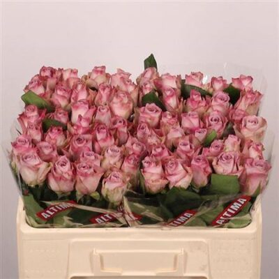 Одноголова троянда 'Memory Lane!'