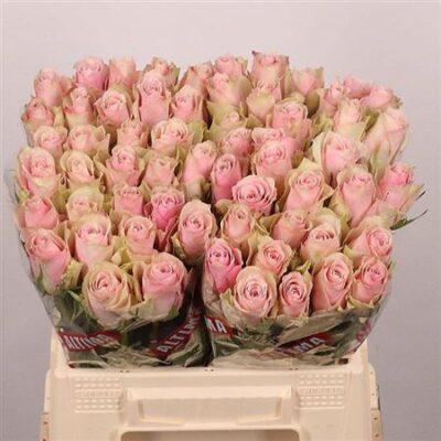 Одноголова троянда 'PINK ATHENA'