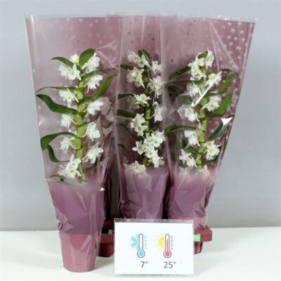 Дендробіум 'Apollon'