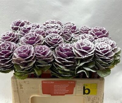 Брасіка 'Klb H% purple'