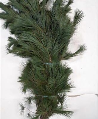 Пінус 'Strobus Bs'