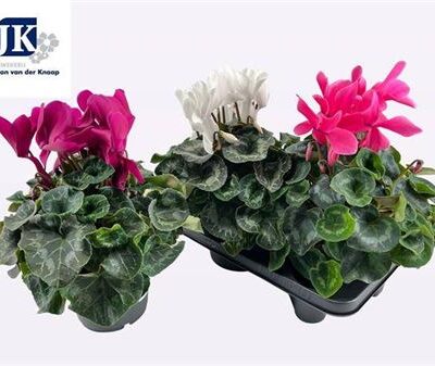 Цикламен 'SUP MAMMOTH'