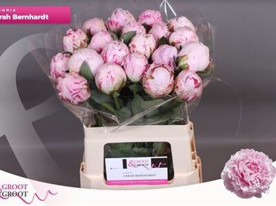 Піон 'Sara Bernhard'