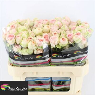 Кущова троянда 'Rlm Ing Kristi'