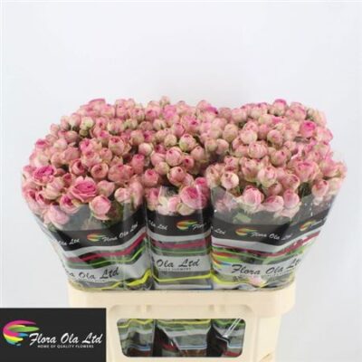 Кущова троянда 'Super Sensatio@'