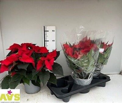 Пуансетія 'Pulcherrim Ov'