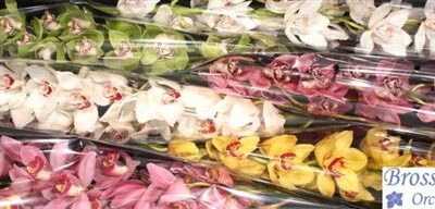 Цимбідіум 'Gem'