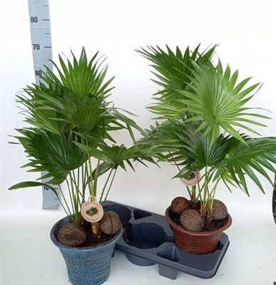 Пальма 'Livistona Rotundifol'