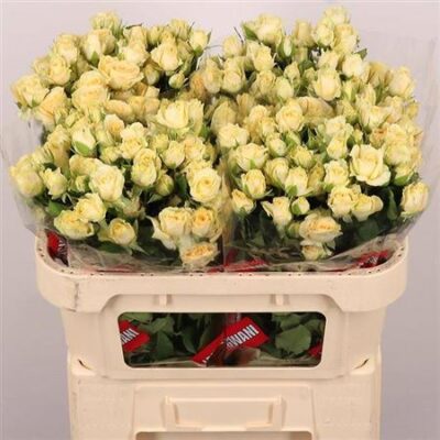 Кущова троянда 'SALINERO'