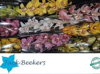 Цимбідіум 'GEM'