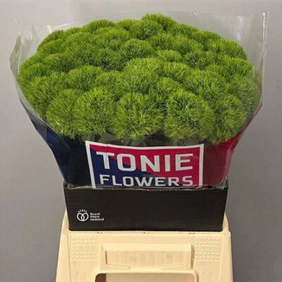 Гвоздика 'Kiwi Mellow'