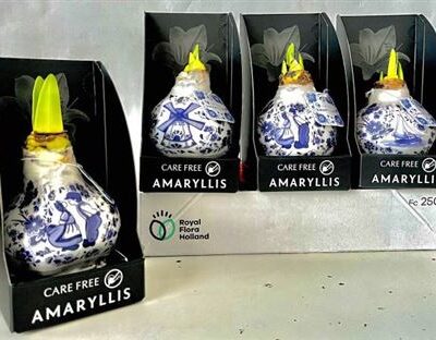 Гіпеаструм в воску (млин)