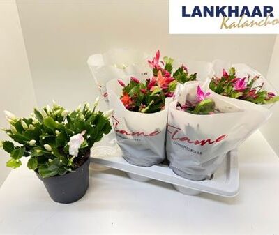 Шлюмберг 'Flame Gem'