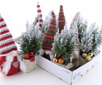 Ялинка 'Ellwoodii'