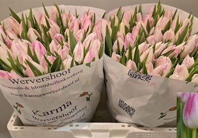 Тюльпан 'First Class'