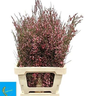 Дженіста 'Klb Bs H%'