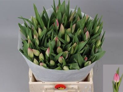 Тюльпан 'Joelle'