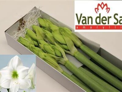 Гіпеаструм 'Casablanca'