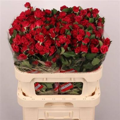 Кущова троянда  'Quincy'