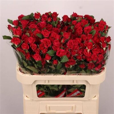 Кущова троянда  'Quincy'