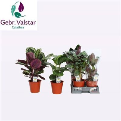 Калатея 'Gem'