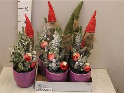 Ялинка 'Conica'