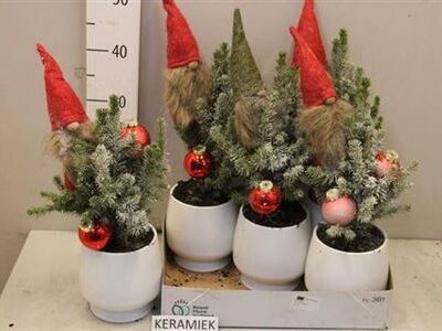 Ялинка 'Conica'