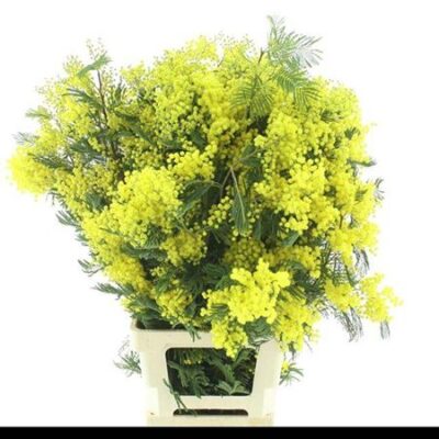 Мімоза 'Baileyana'