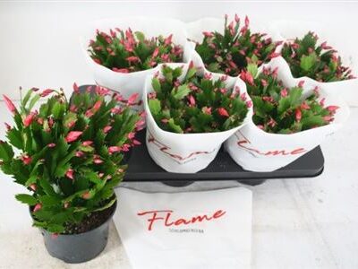 Шлюмберг Flame Red