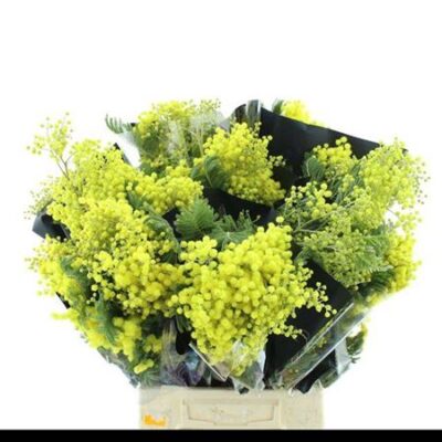 Мімоза 'Bailey Bs'