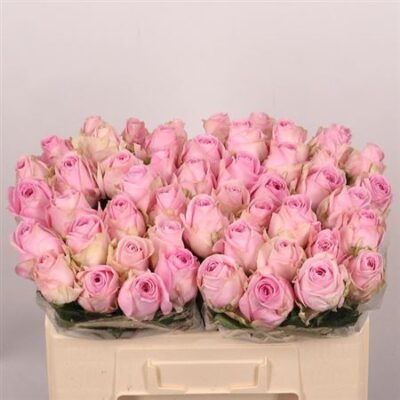 Одноголова троянда 'HEIDI!'