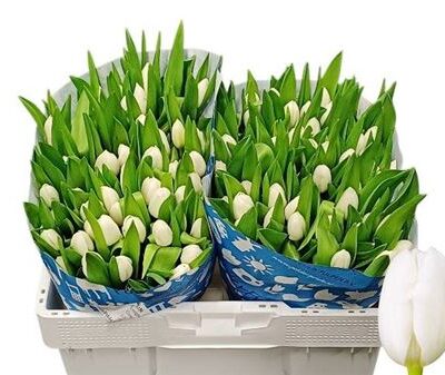 Тюльпан 'Royal Virgin'