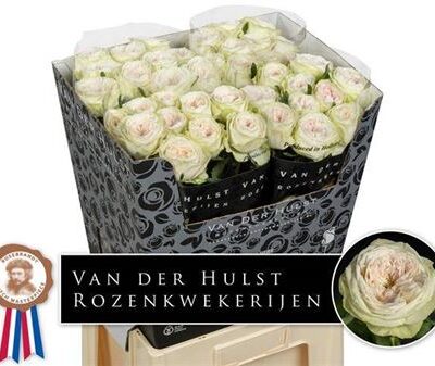 Одноголова троянда 'Bal D Summerhou'