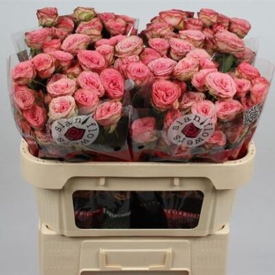 Кущова троянда 'Hawi'