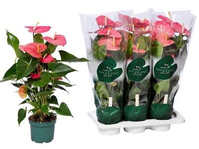 Антуріум 'Colorado'