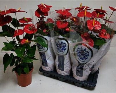 Антуріум 'Jambo Red'