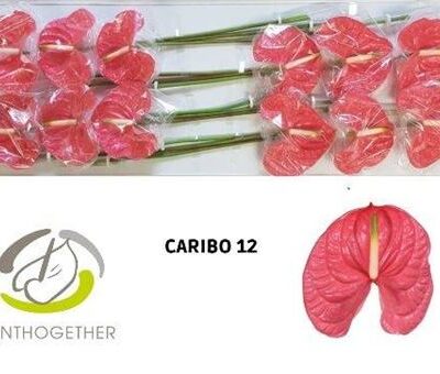 Антуріум 'CARIBO'