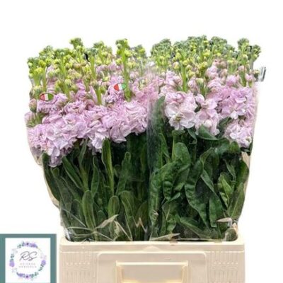 Матіола 'Cherry Bl'