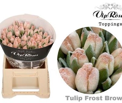 Тюльпан 'Ov Klb H% (frost brown)'