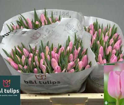 Тюльпан 'Aafke'