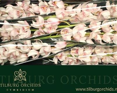 Цимбідіум 'NOORDERLICHT'