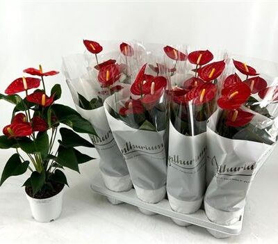 Антуріум 'Red Champio'